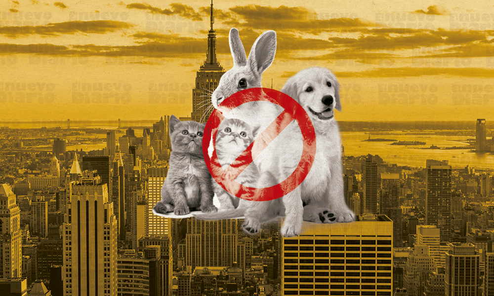 Nueva York Prohibirá Venta De Perros, Gatos Y Conejos En Tiendas ...