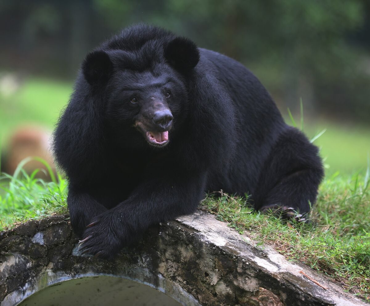 Un oso negro de zoológico de Florida se escapó, hirió a un cuidador y murió