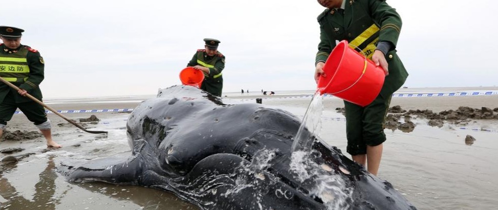 Muere una ballena varada en la bahía de la ciudad japonesa de Osaka Muere una ballena varada en la bahía de la ciudad japonesa de Osaka