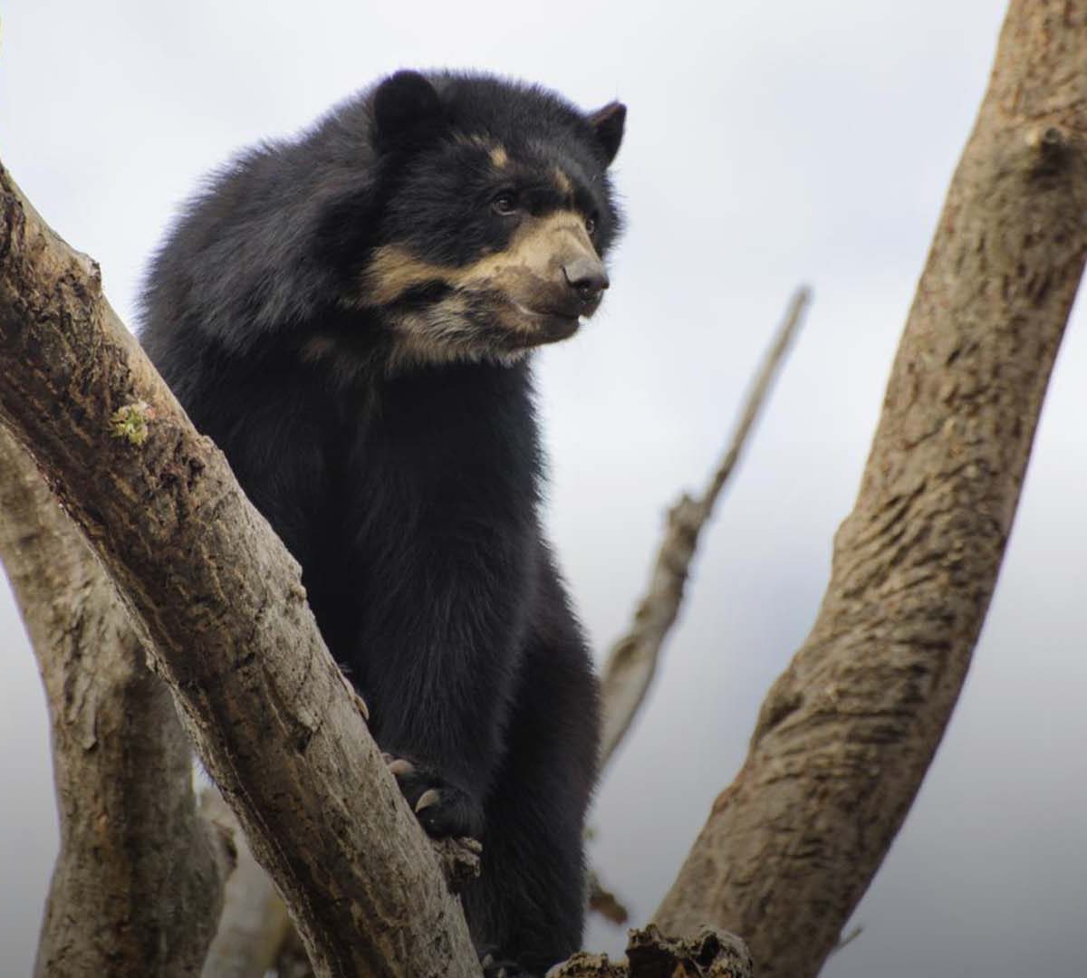 Liberan a oso andino que estuvo dos años en cautiverio en Ecuador