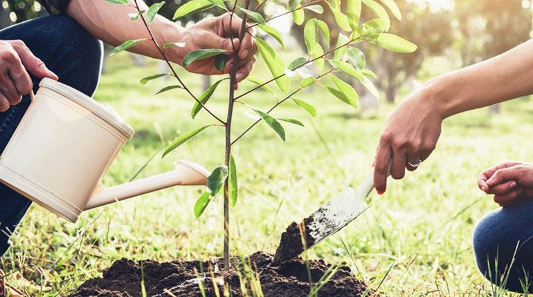 Plantar más árboles reduciría en un tercio muertes en verano en ciudades