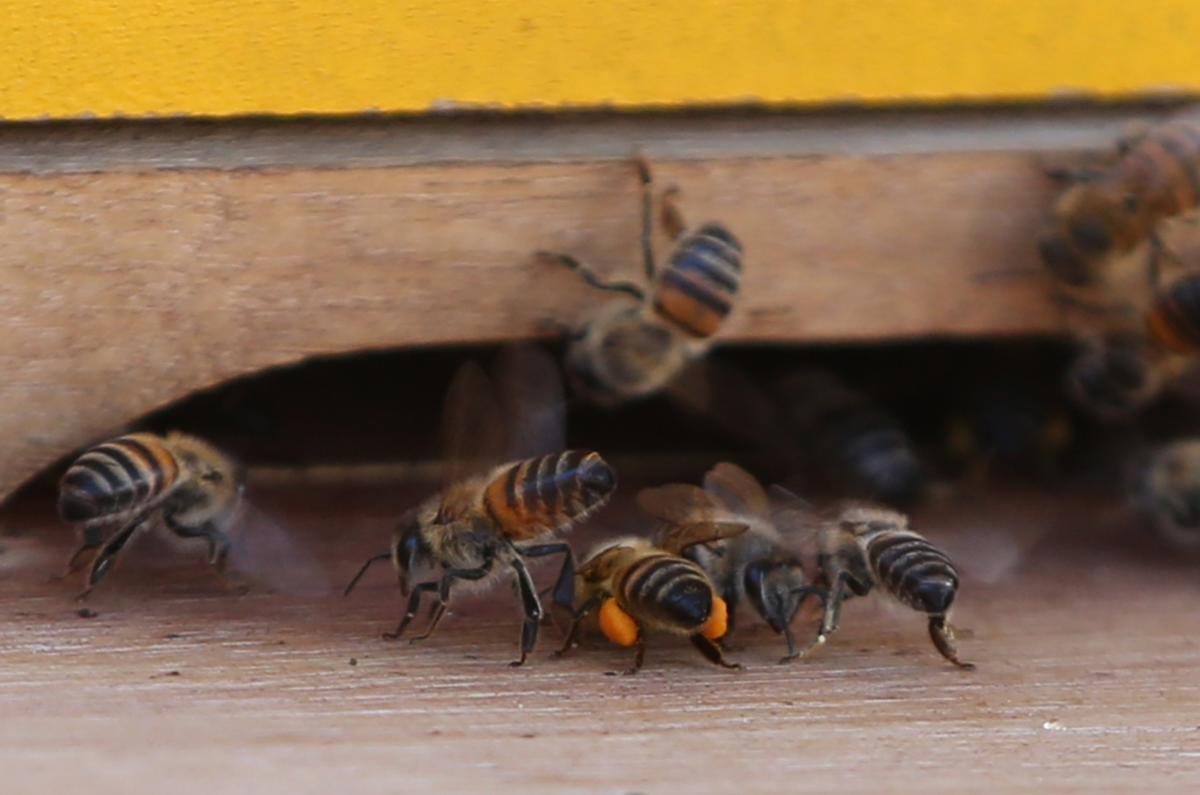Científicos de China y EEUU desvelan causa de mortalidad de abejas por frío