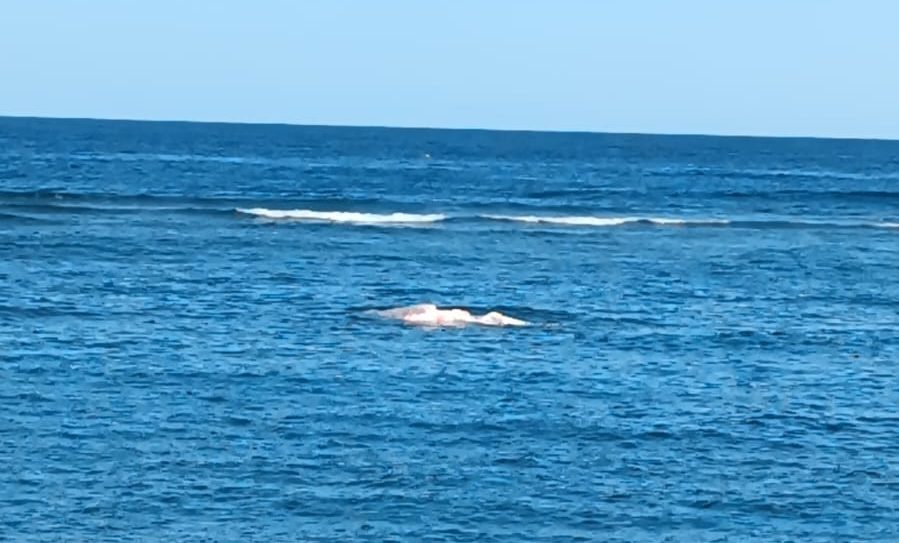 (VIDEO) Encuentran una ballena muerta en Puerto Plata (VIDEO) Encuentran una ballena muerta en Puerto Plata