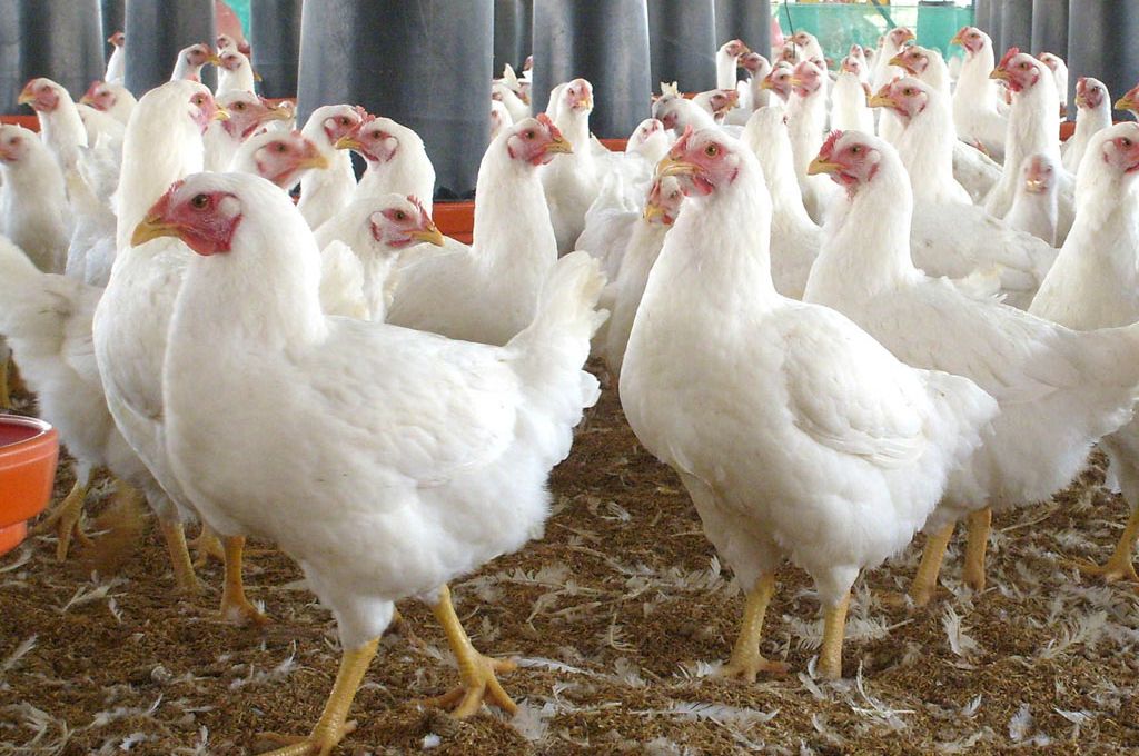 Avicultores logran récord de producción de 19.6 millones de unidades en enero del 2023