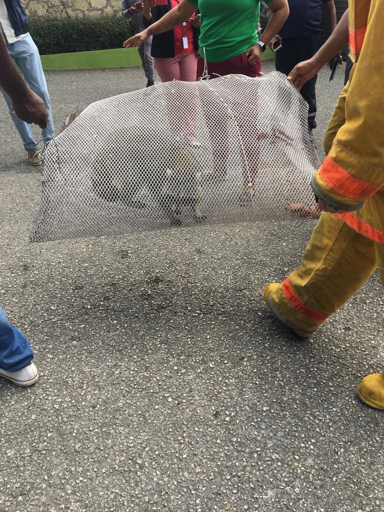 El mapache es encontrado por residentes de Los Guaricanos; lo entregan al Zoológico