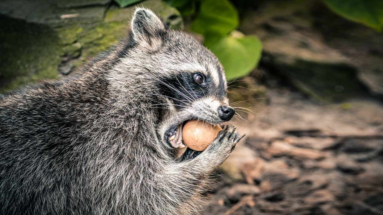 Zoológico confirma que la mapache rescatada ya se alimentó