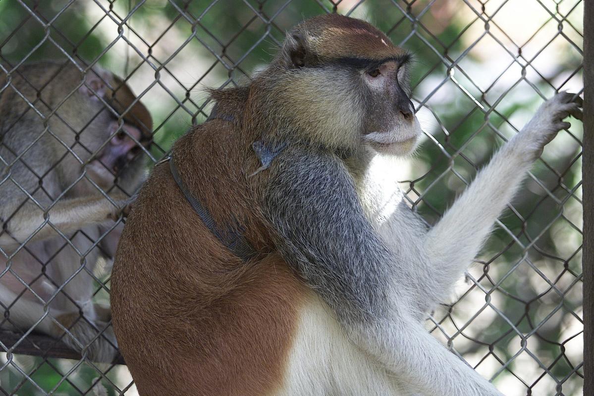 Puerto Rico clausurará su único zoológico tras seis años cerrado al público