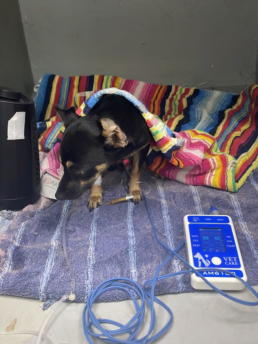 (VIDEO) Bomberos del DN rescatan a una perrita que cayó al Malecón en autopista 30 de Mayo