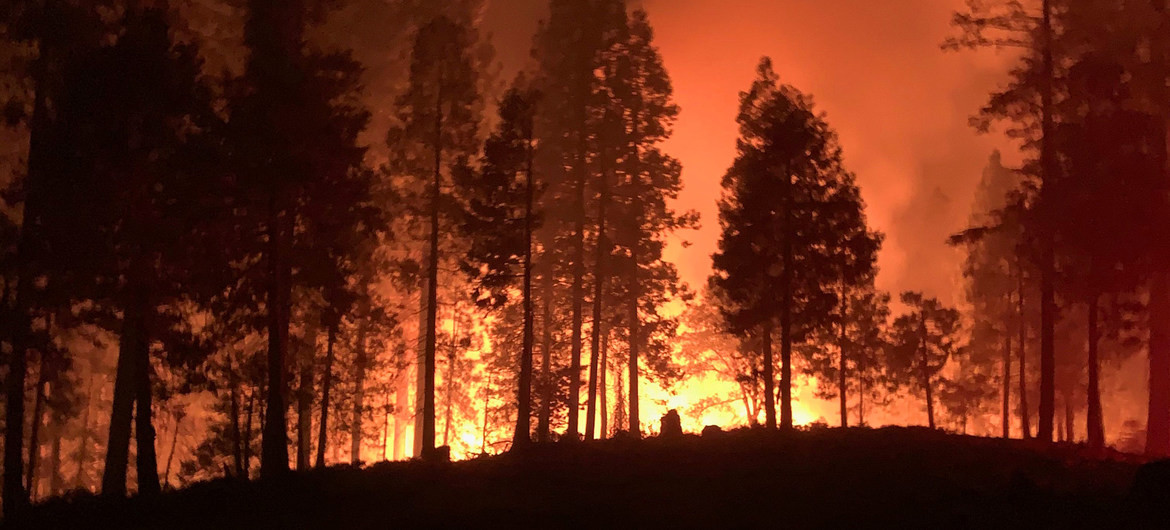 Academia de Ciencias dice RD requerirá entre 15 a 20 años recuperar cobertura forestal de Valle Nuevo