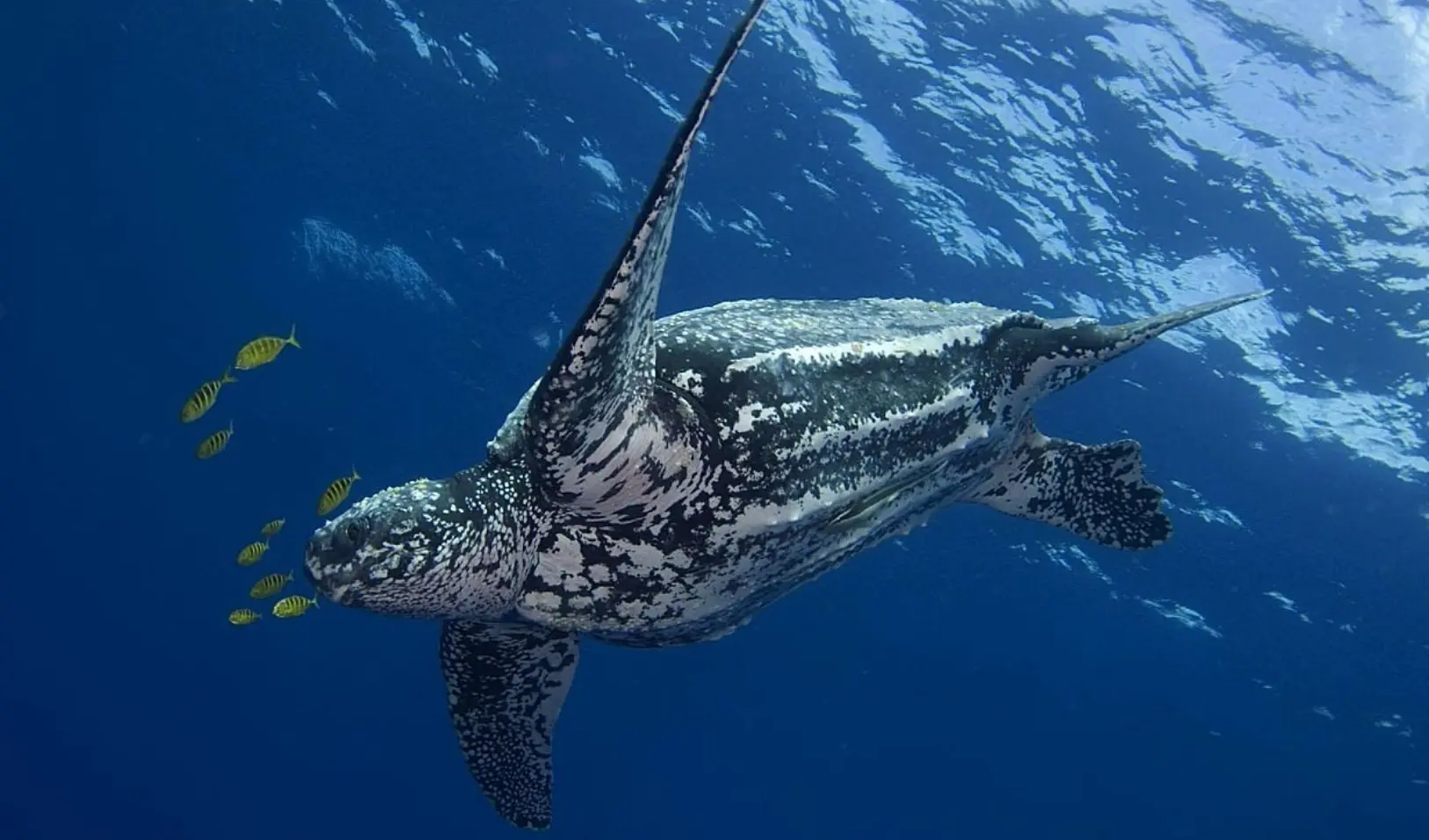 Inicia en República Dominicana la temporada de anidaje de la tortuga tinglar