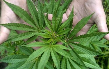Legalizar el cannabis no reduce el mercado ilegal y aumenta el consumo