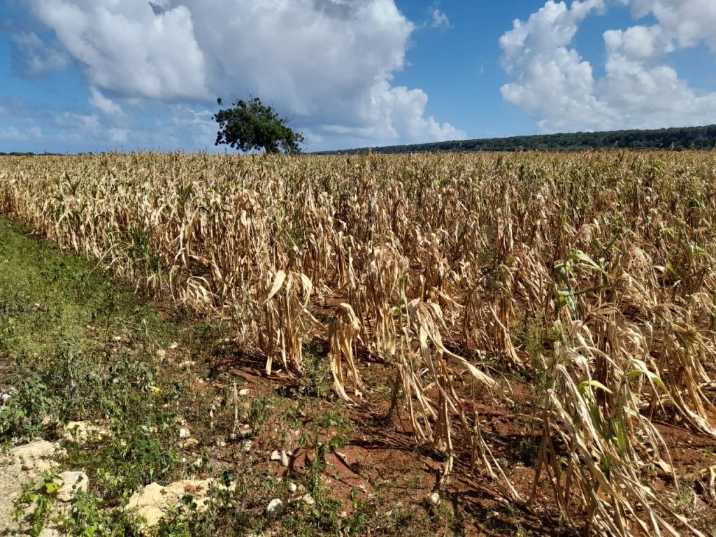 Fuerte sequía causa daños millonarios a cultivo de maíz y otros sembradíos en Luperón