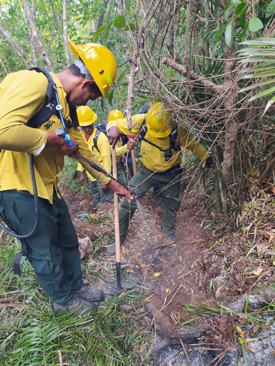 Medio Ambiente informa personas han sido detenidas por incendios de Punta Cana; bomberos forestales continúan trabajando para sofocarlo