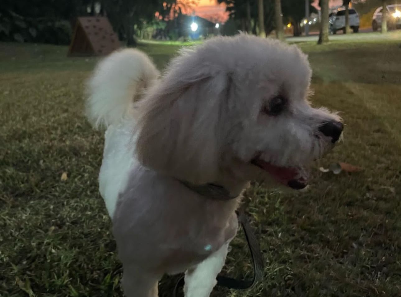 Mujer pide ayuda para encontrar a su mascota “Cooper”