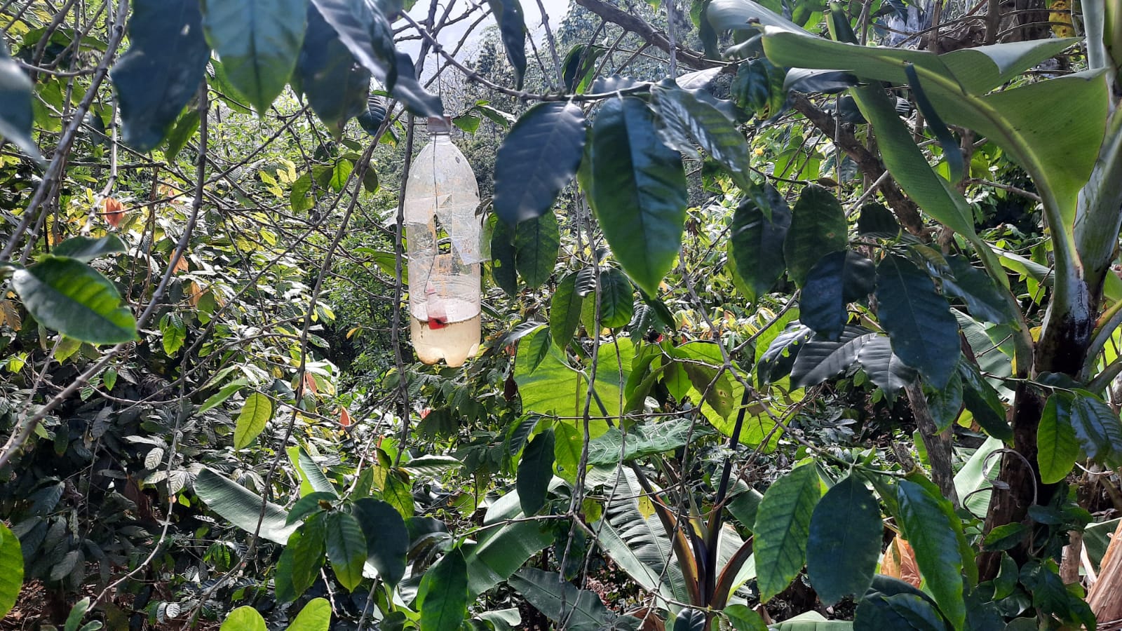 Día Nacional del Café encuentra productores con desafío de mantener siembra, según caficultores