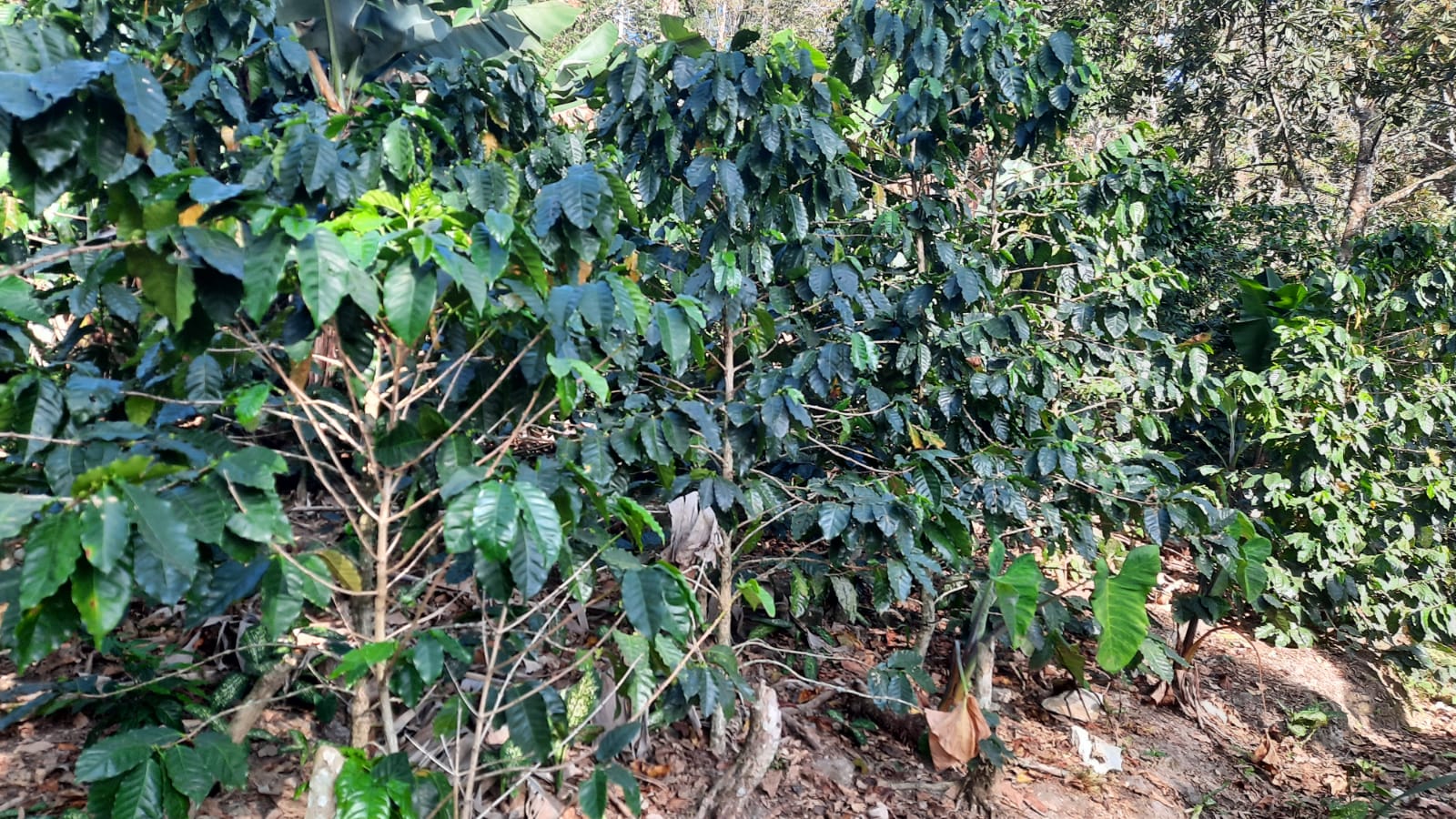 Día Nacional del Café encuentra productores con desafío de mantener siembra, según caficultores