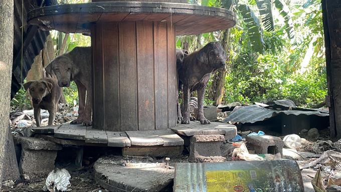 Denuncian más de 30 perros viven en completo abandono en Arenoso, La Vega
