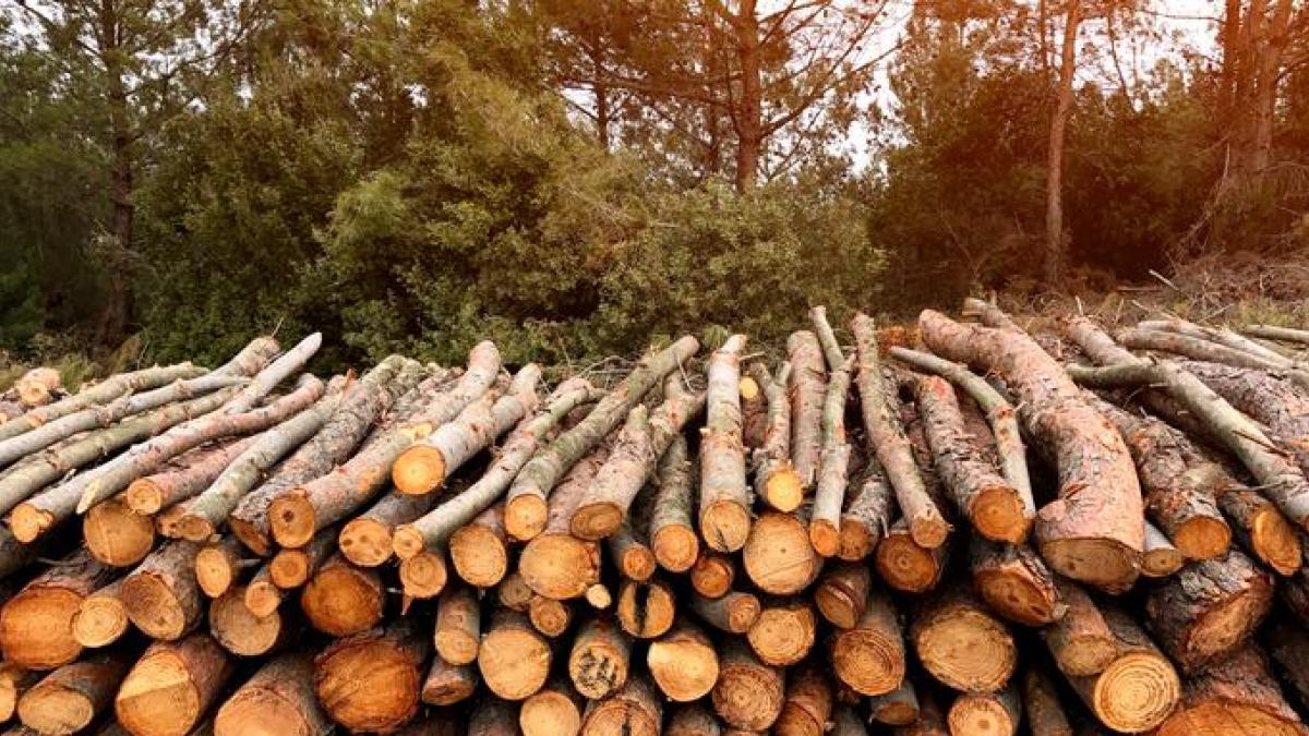 La UE prohíbe importar madera, soja o caucho que causen deforestación en origen La UE prohíbe importar madera, soja o caucho que causen deforestación en origen
