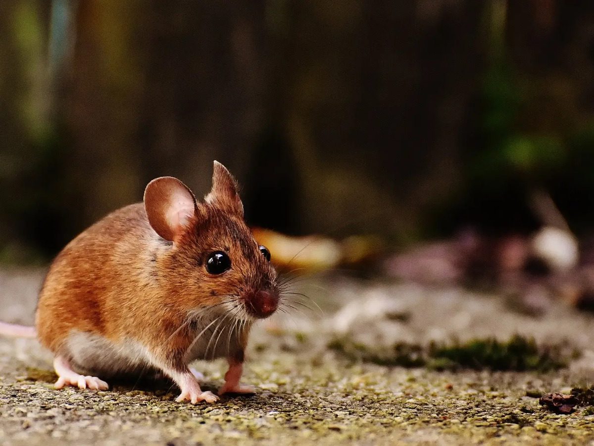 Ciudad de EE.UU. prohíbe las trampas con pegamento para roedores