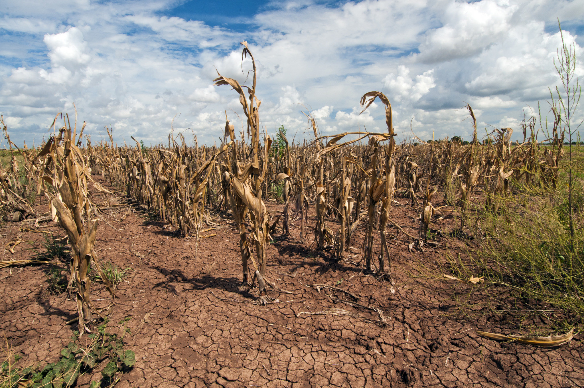 Asia afronta altas temperaturas y meses difíciles para la agricultura Asia afronta altas temperaturas y meses difíciles para la agricultura