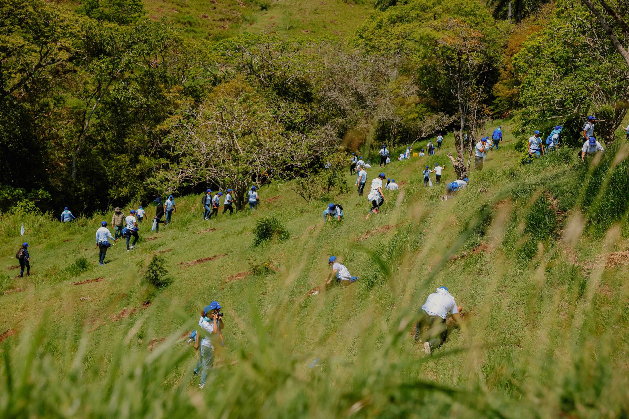 Grupo Popular siembra más de 5 mil árboles en terrenos del Plan Sierra, Santiago Grupo Popular siembra más de 5 mil árboles en terrenos del Plan Sierra, Santiago