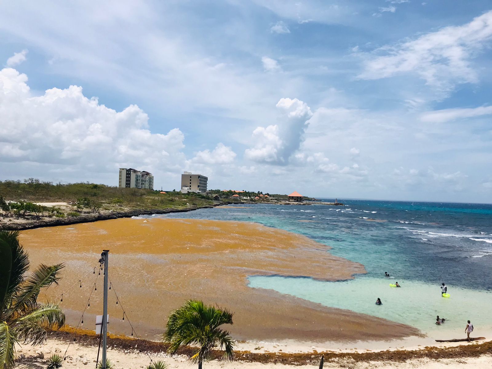 UFHEC investiga cómo extraer fármacos del sargazo que invade playas dominicanas
