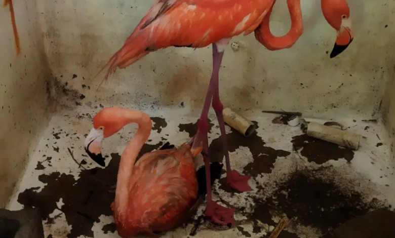 Medio Ambiente recupera dos flamencos con aspecto de deshidratación en Montecristi