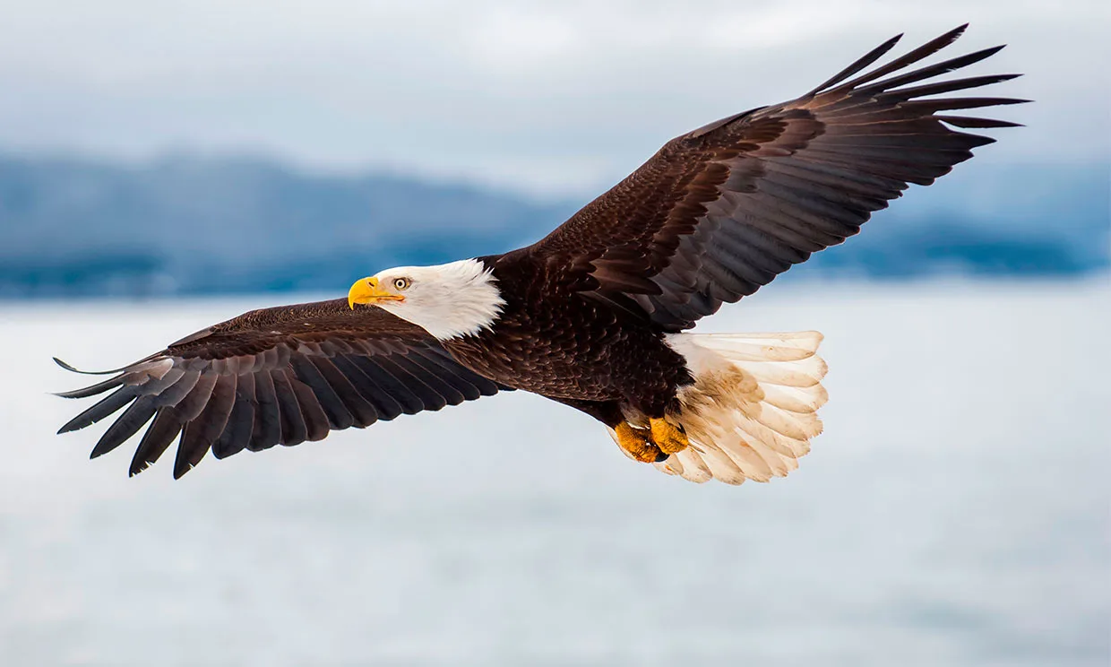 Prohíben el uso de drones en un área natural de China tras ataques de aves rapaces