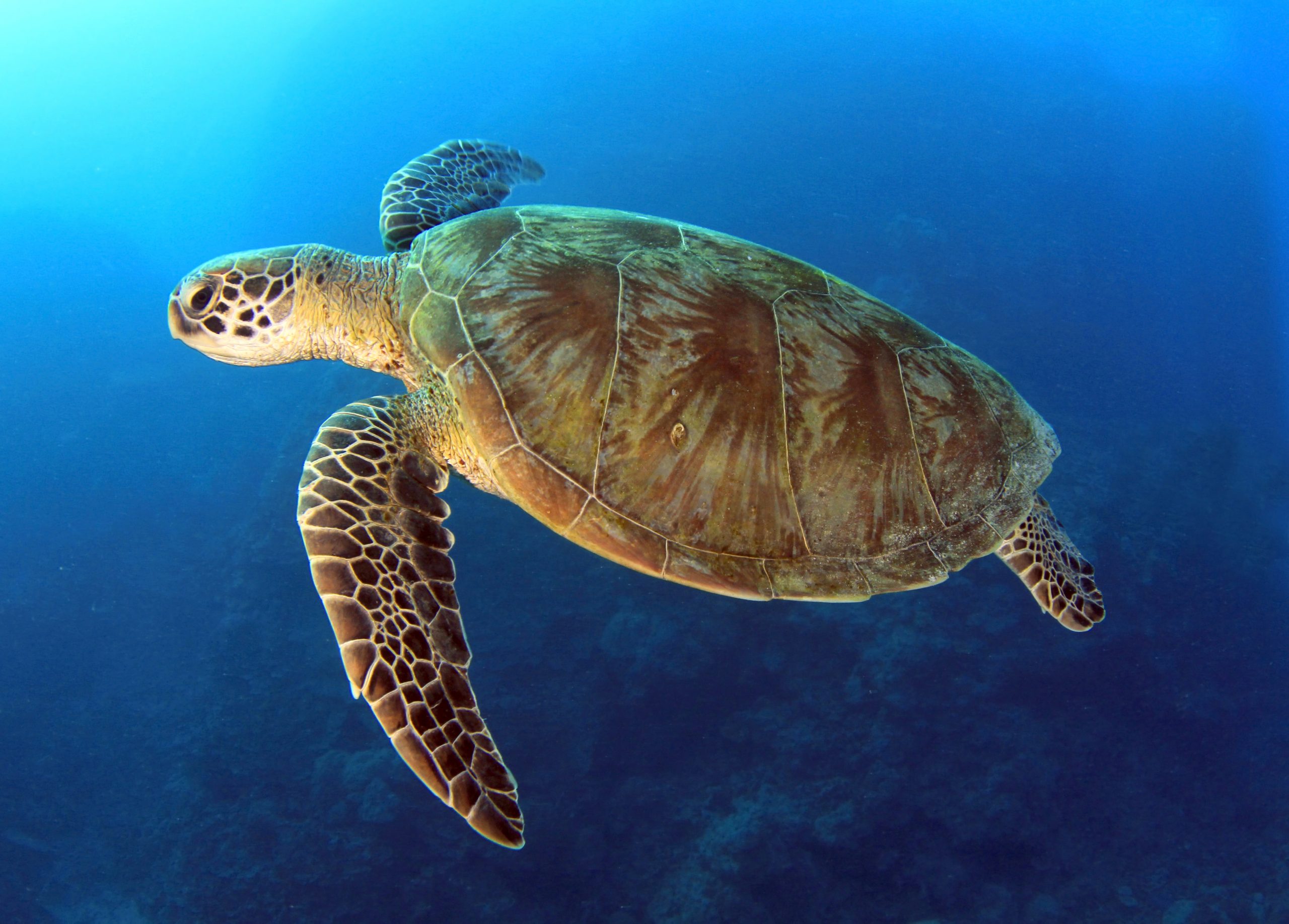 Chile crea una reserva marina protegida en el norte para preservar las tortugas verdes