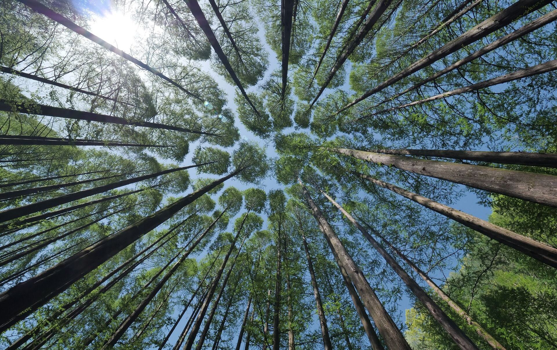 Francia plantará mil millones de árboles adaptados al clima futuro de aquí a 2030