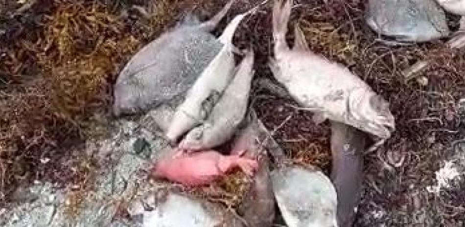 La Academia de Ciencias pide investigar muerte de peces en Azua