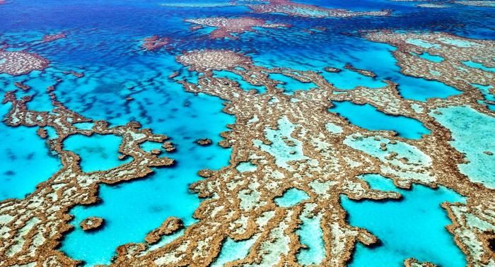 Australia pondrá en marcha medidas urgentes para proteger la Gran Barrera de coral