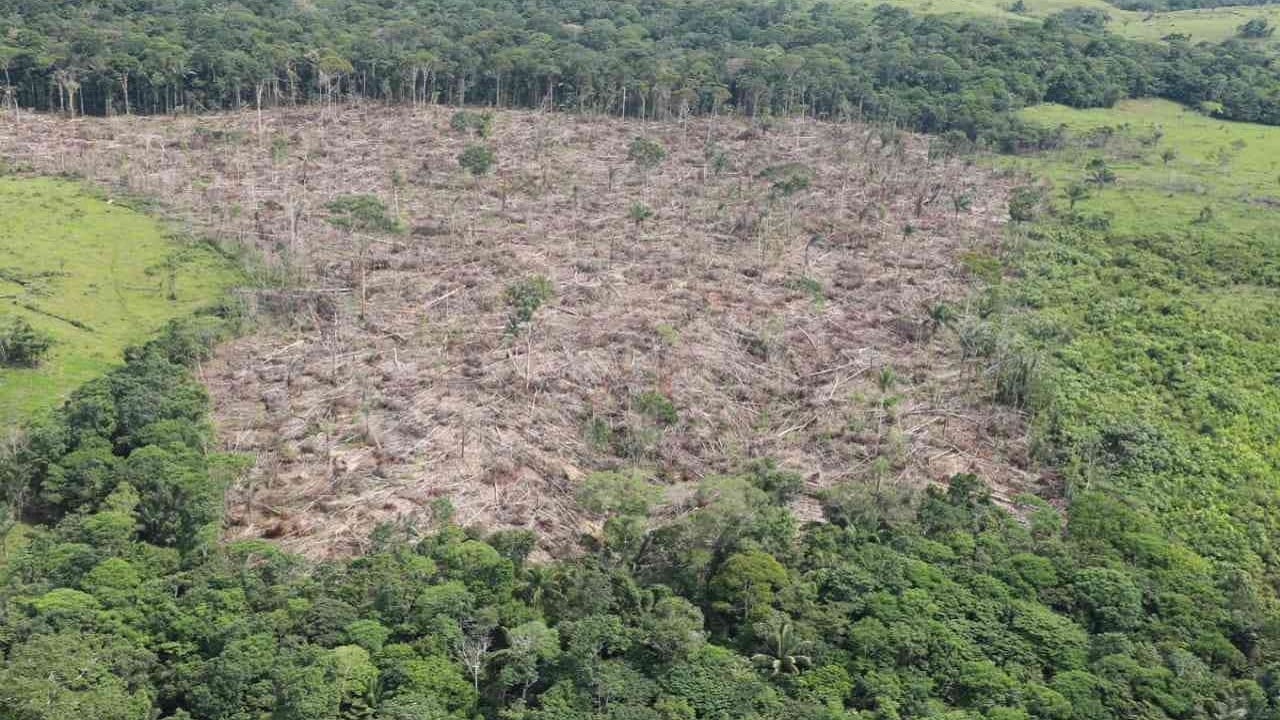 Desarticulan organización que deforestó 8 mil hectáreas en el noreste Colombia