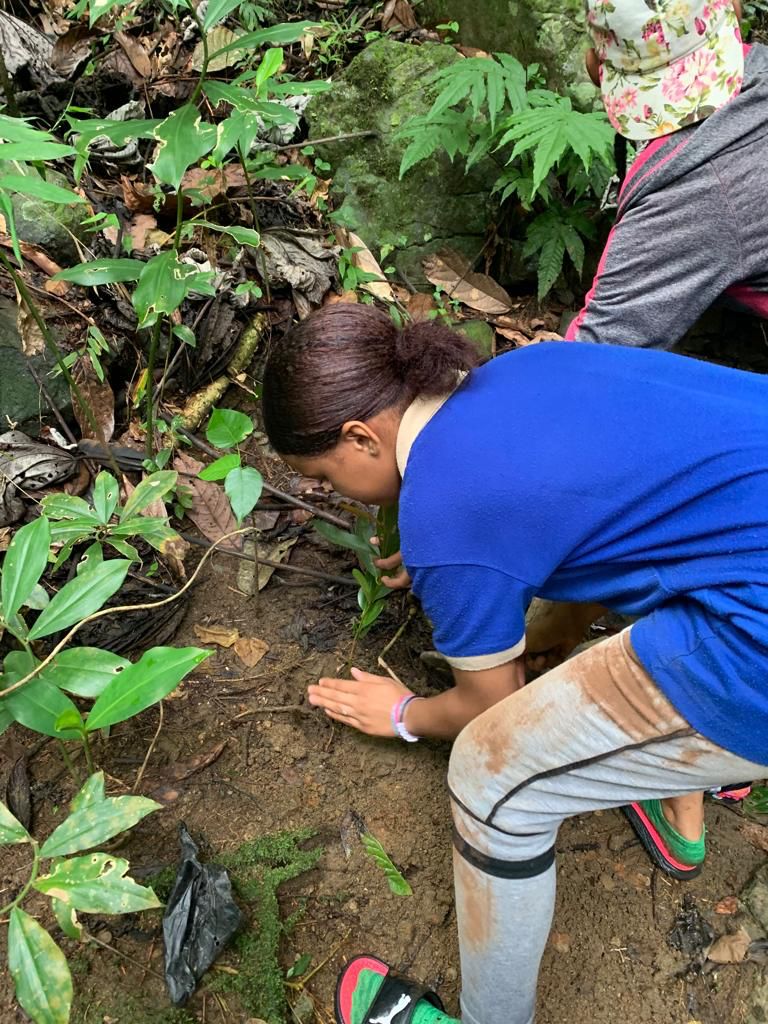 El IDDI informa reforesta 124 mil tareas en San Cristóbal El IDDI informa reforesta 124 mil tareas en San Cristóbal