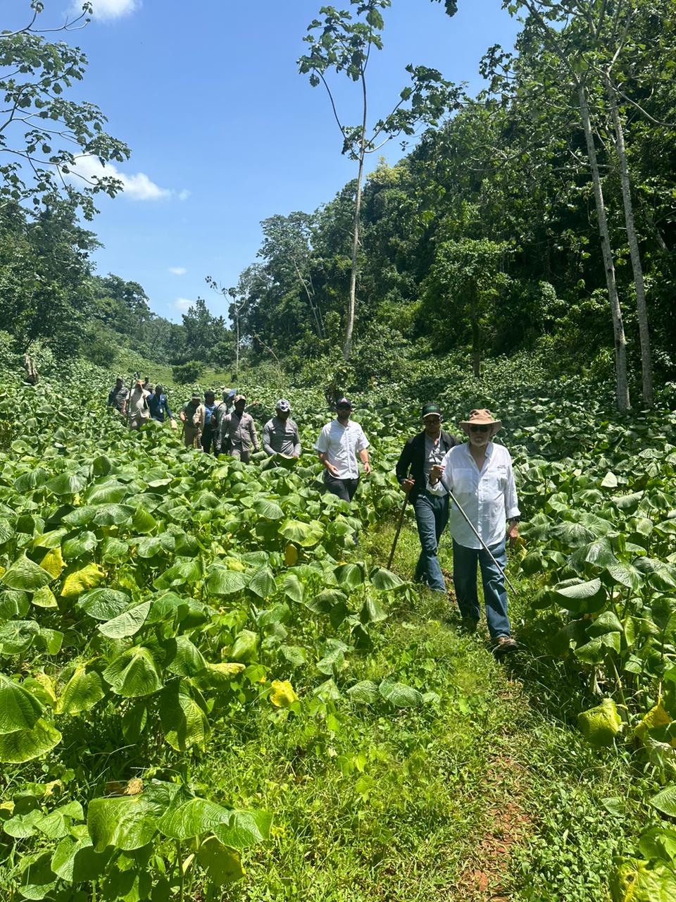 Ceara Hatton inspecciona vertiente norte de Los Haitises; Senpa desmonta conucos en área protegida