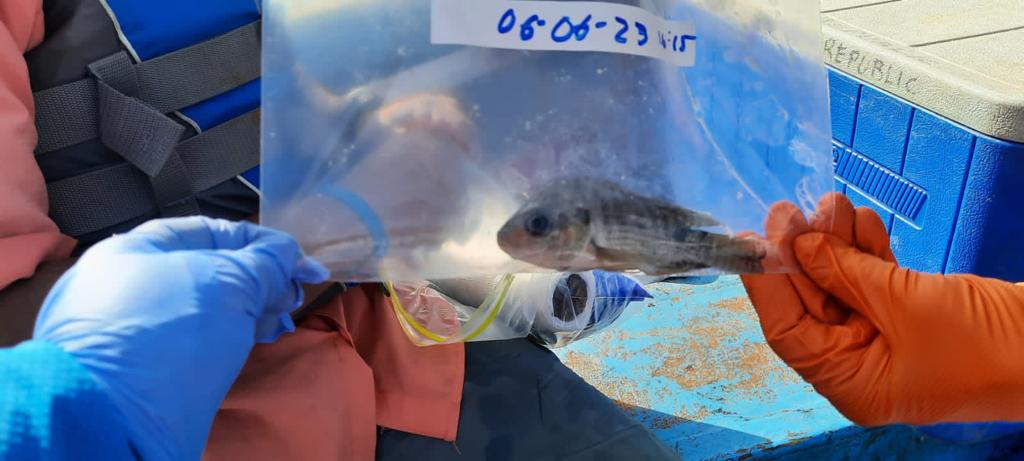 Floraciones de algas provocó muertes de peces en la presa de Hatillo, según investigación
