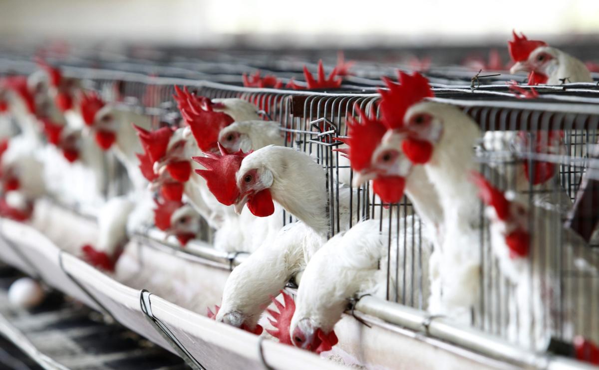 México descarta que muerte de cientos de aves en el Pacífico sean por gripe aviar