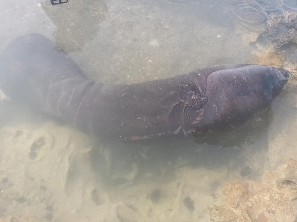 Se recupera en el Acuario Nacional el bebé manatí rescatado en la costa de SPM