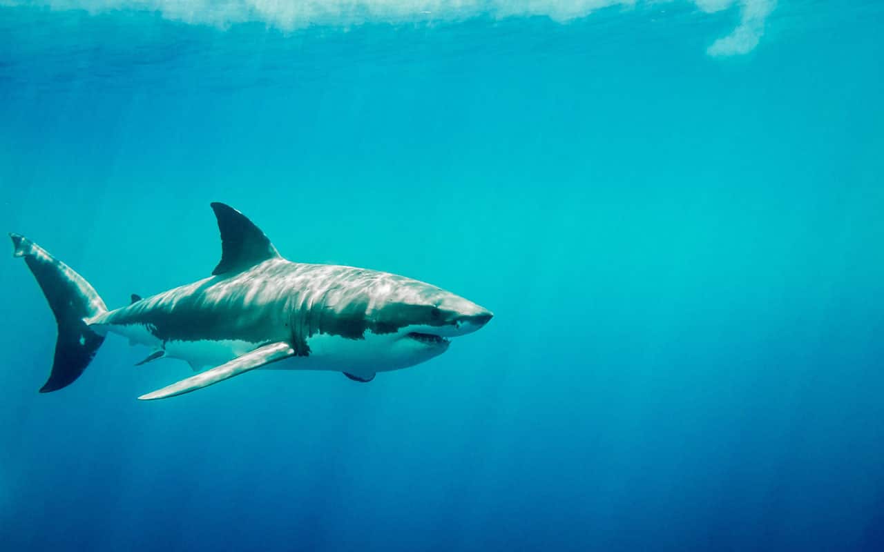 Las autoridades ambientales decomisan aletas de unos 10 mil tiburones en Brasil
