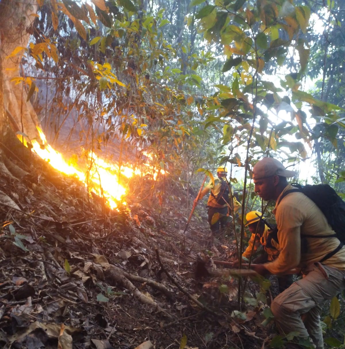 Bomberos forestales trabajan para terminar de extinguir el incendio registrado en Saltos de Jima 