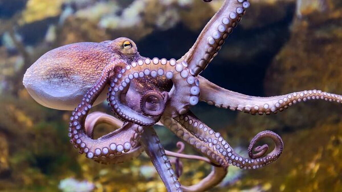 El sueño de los pulpos tiene patrones notablemente similares al de los humanos El sueño de los pulpos tiene patrones notablemente similares al de los humanos