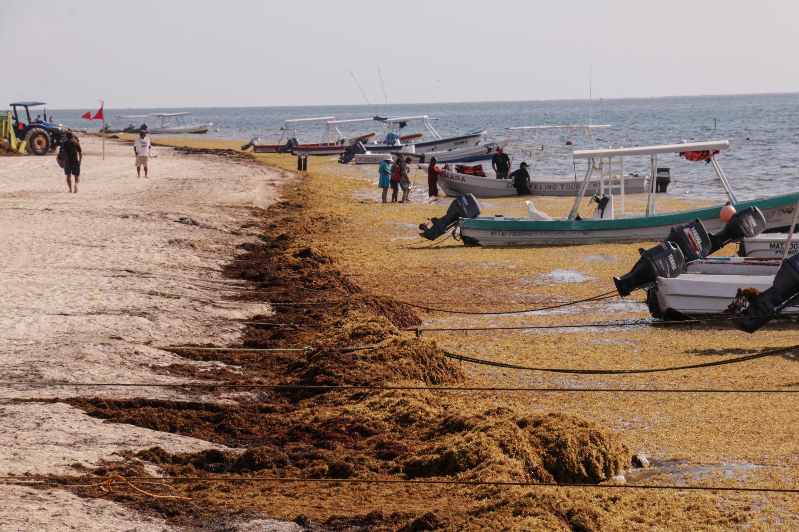 Sargazo disminuye en el Golfo de México y el Caribe y se va a mantener así