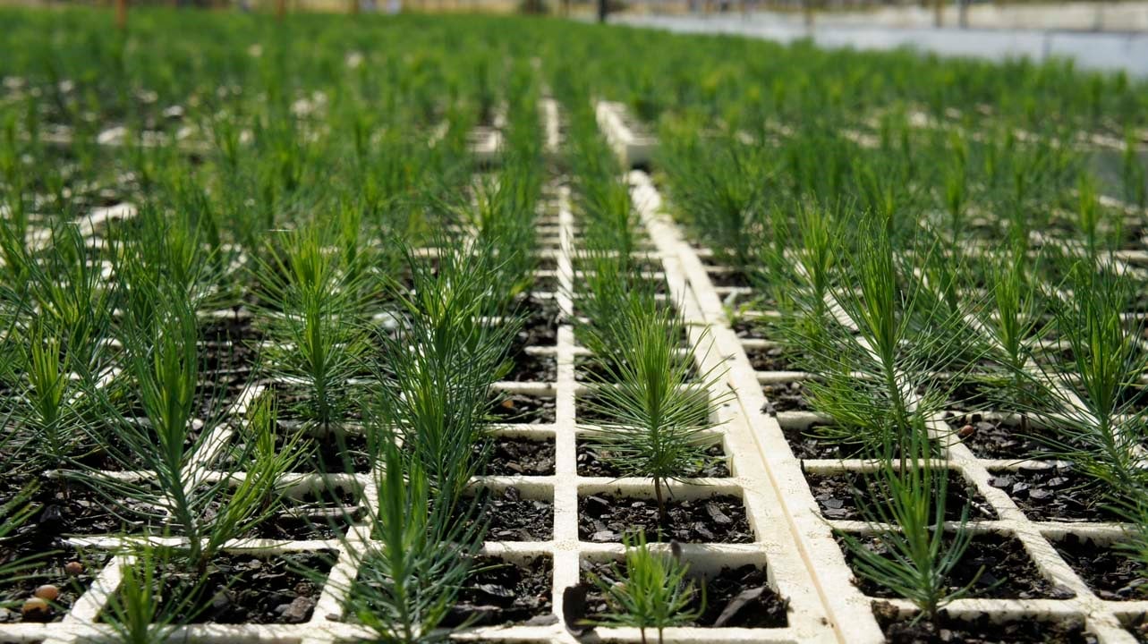 El cambio climático amenaza a 771 especies de plantas y líquenes en peligro de extinción