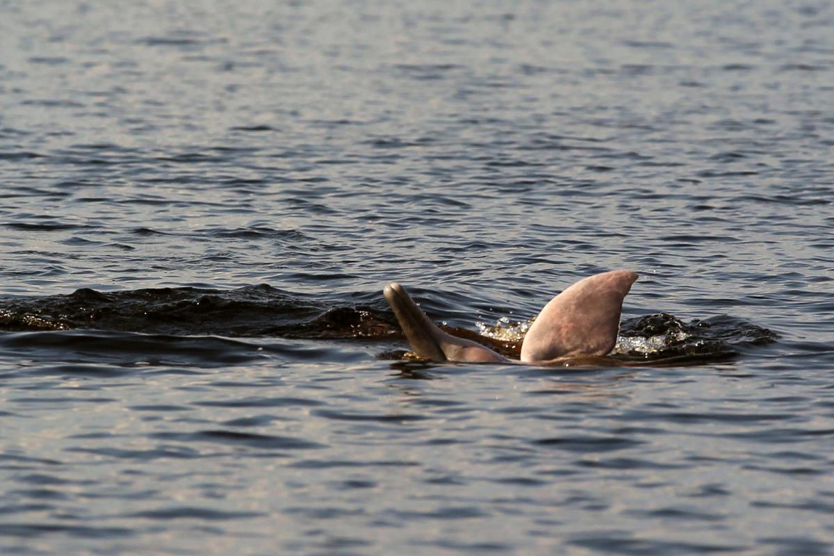 Investigadores logran escuchar a los delfines de río en peligro de extinción en Amazonas