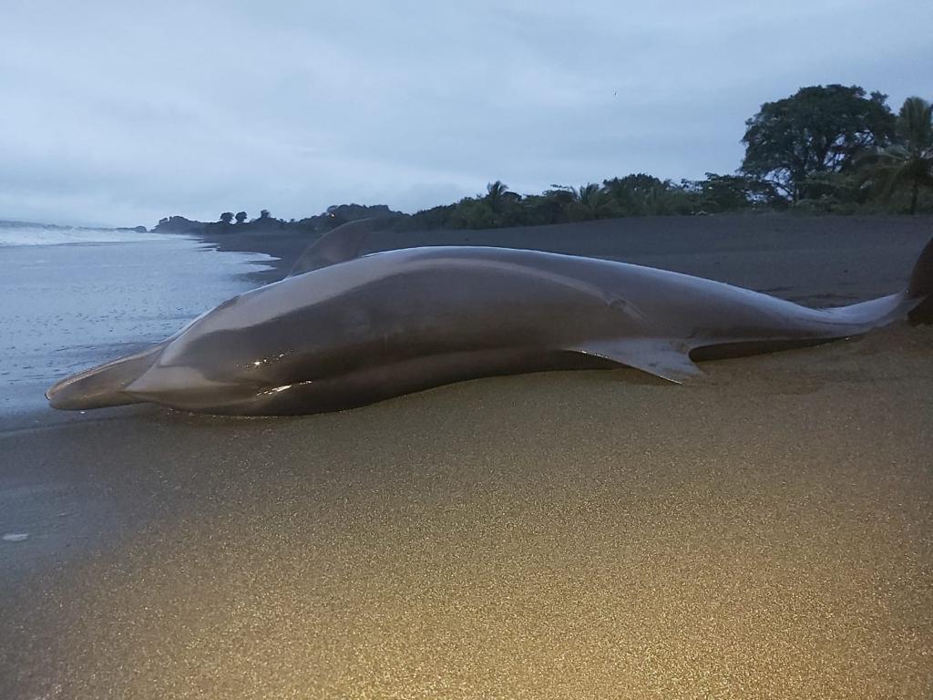 Encuentran muertas dos crías de ballena jorobada en las costas del Pacífico en Panamá