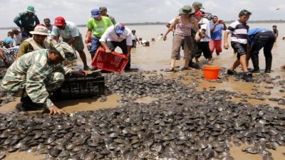 Liberan en el Pacífico de Nicaragua 9.000 tortuguillos de paslama, una especie en peligro