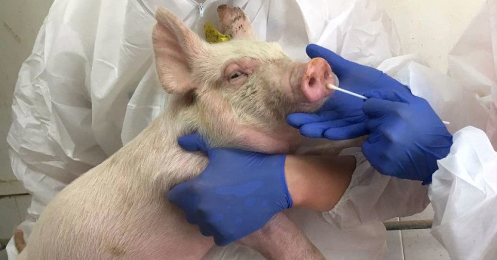 They confirm UK’s first human case of swine flu – El Nuevo Diario (Dominican Republic)