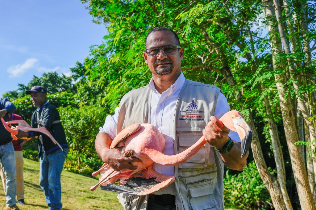 Medio Ambiente rescata siete flamencos en alojamiento turístico de Puerto Plata 