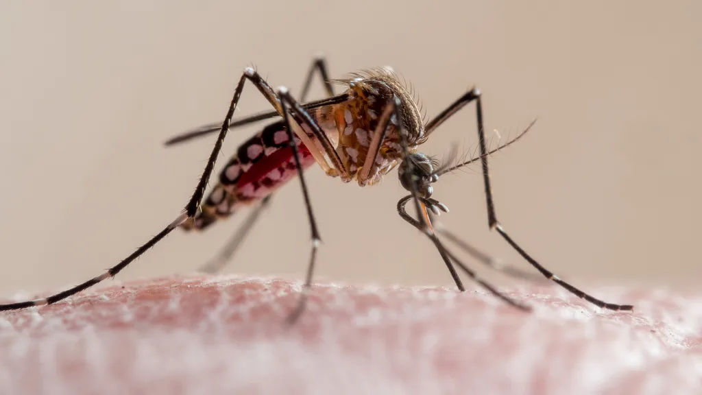 Brasil se encuentre en medio de un brote de Dengue
