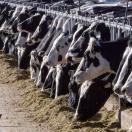 Una persona con gripe aviar tras contacto con vacas lecheras infectadas en EEUU